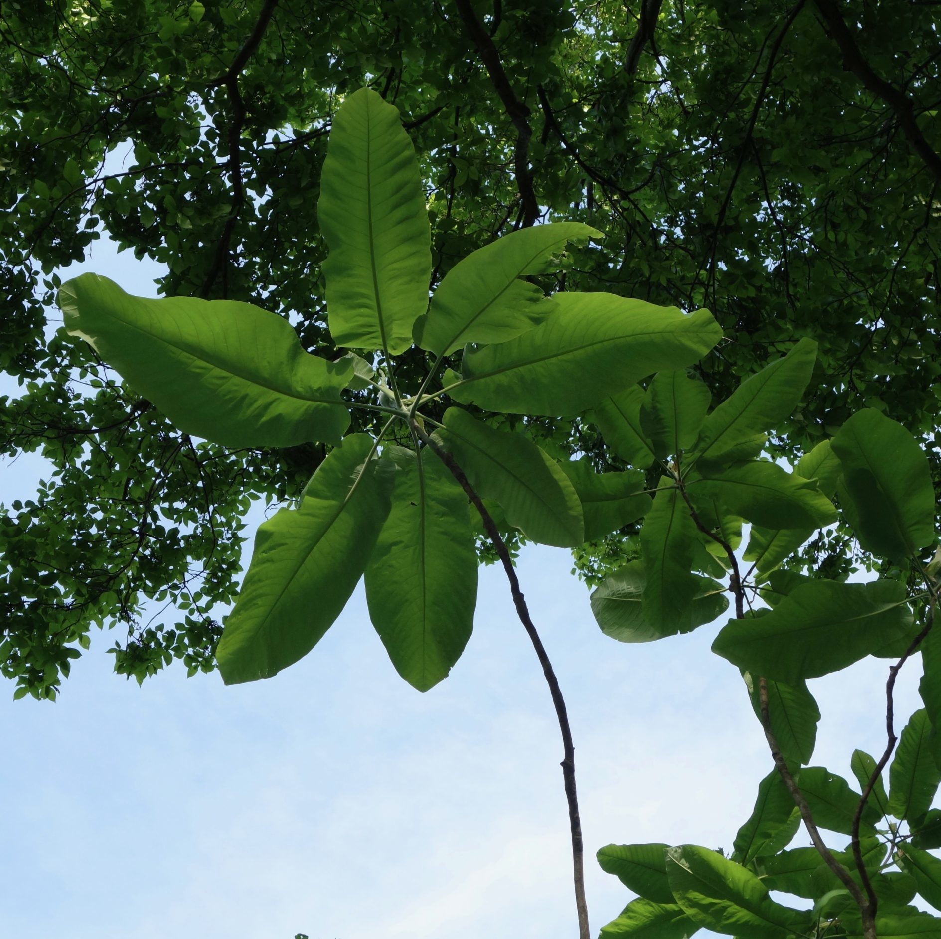 Magnolia macrophylla ssp. macrophylla leaves
