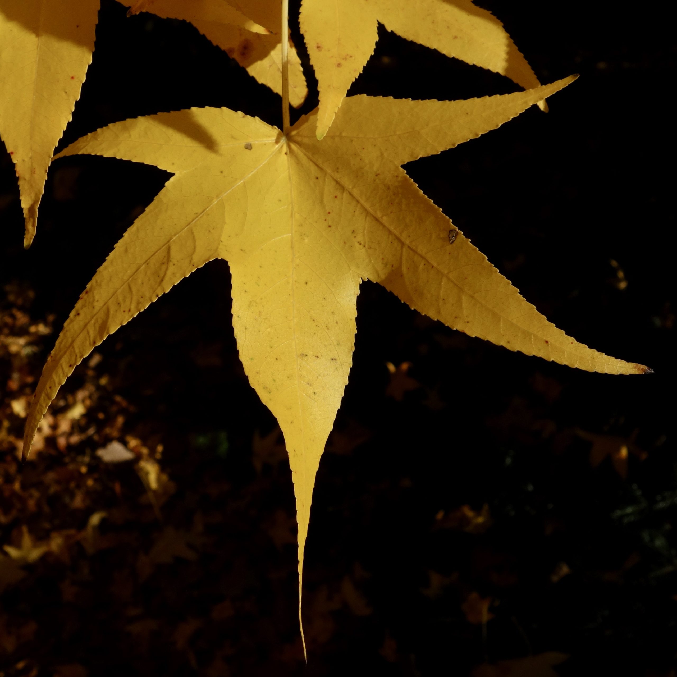 Liquidambar styraciflua fall foliage