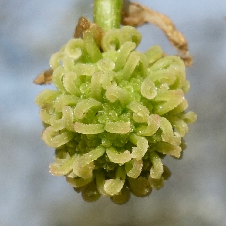 Liquidambar styraciflua demale inflorescence