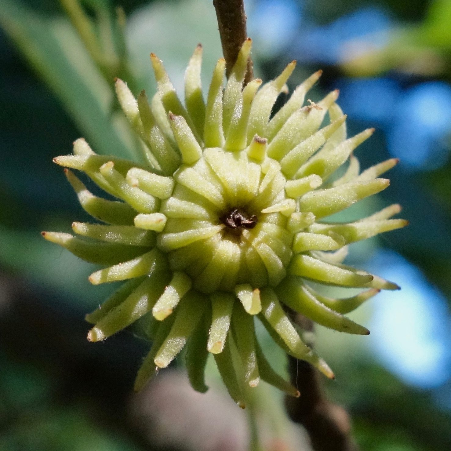 Quercus variabilis cupule