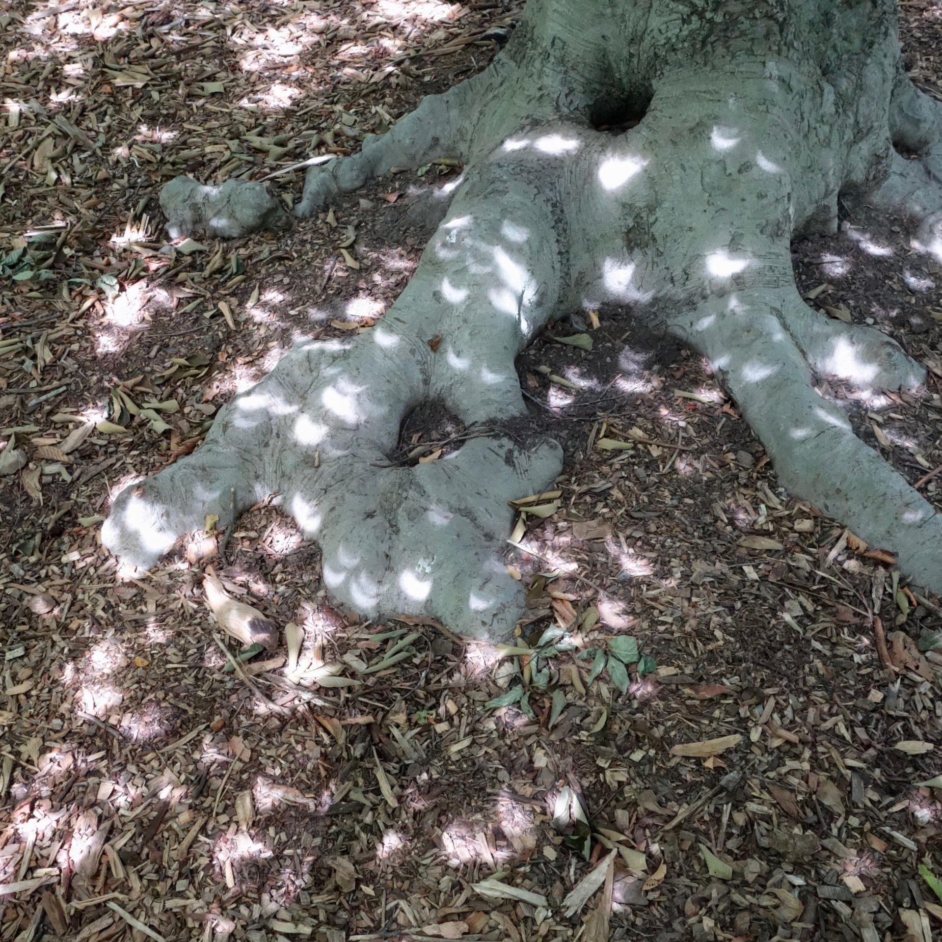 Fagus sylvatica 'Tortuosa'