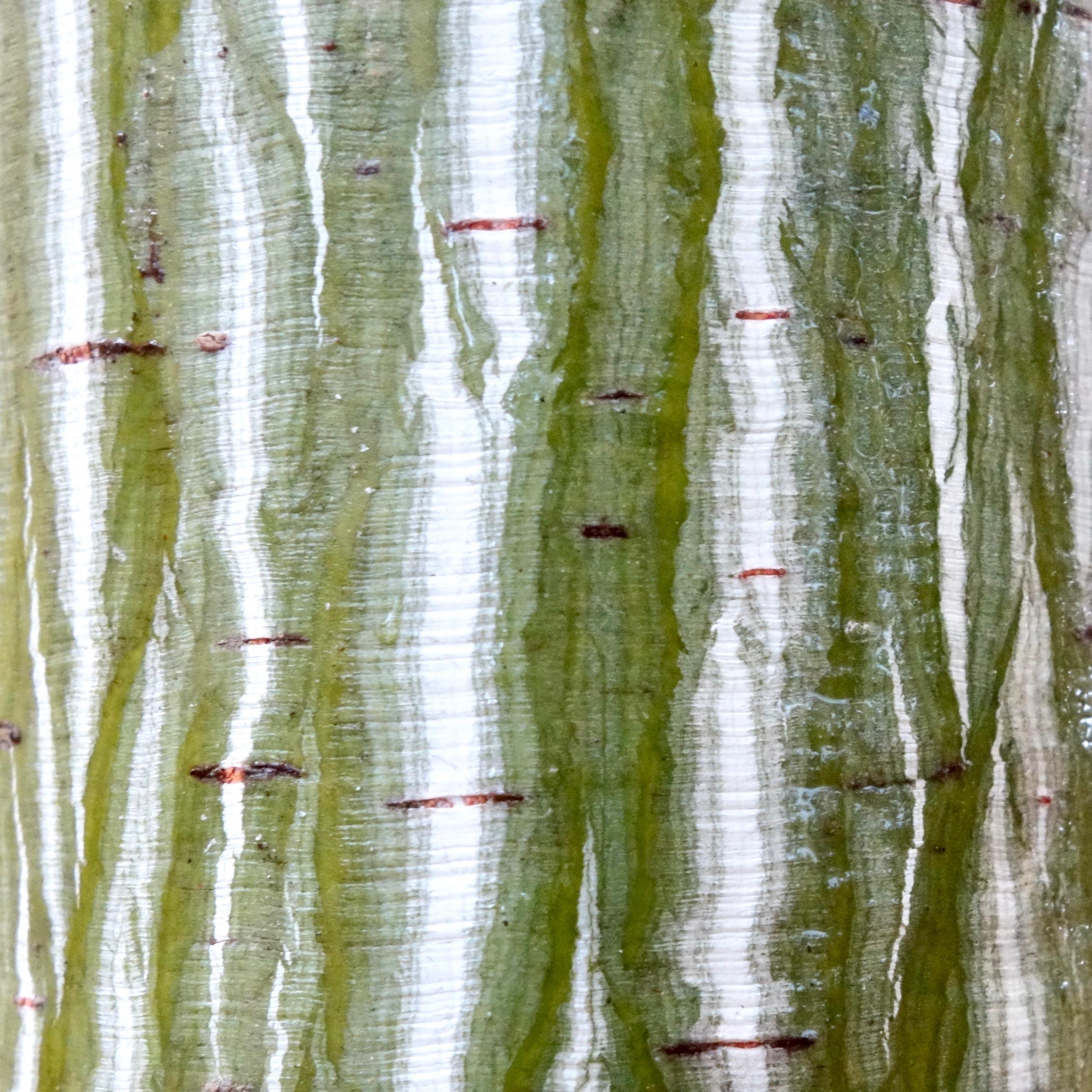 Manchu striped maple