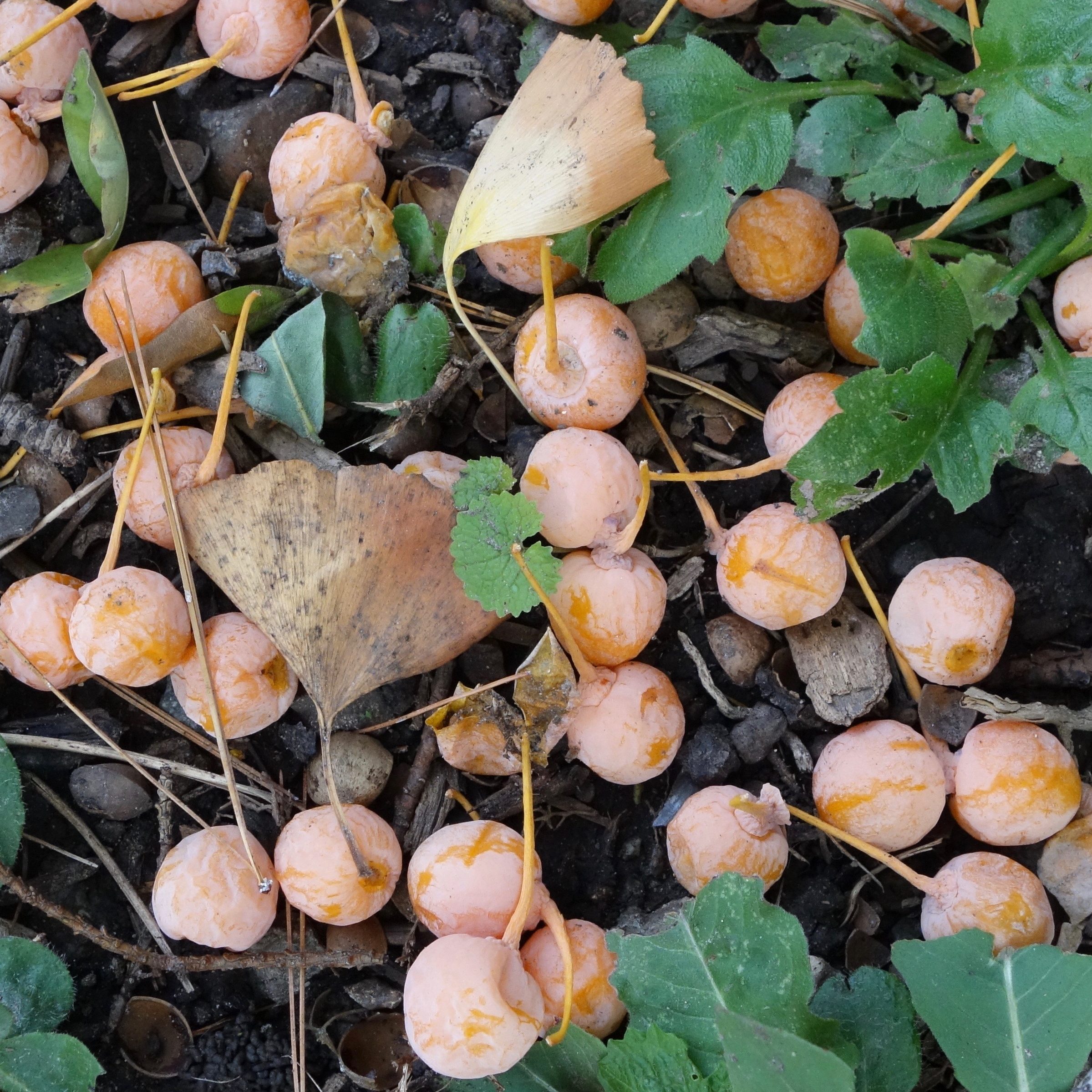 Ginkgo biloba seeds
