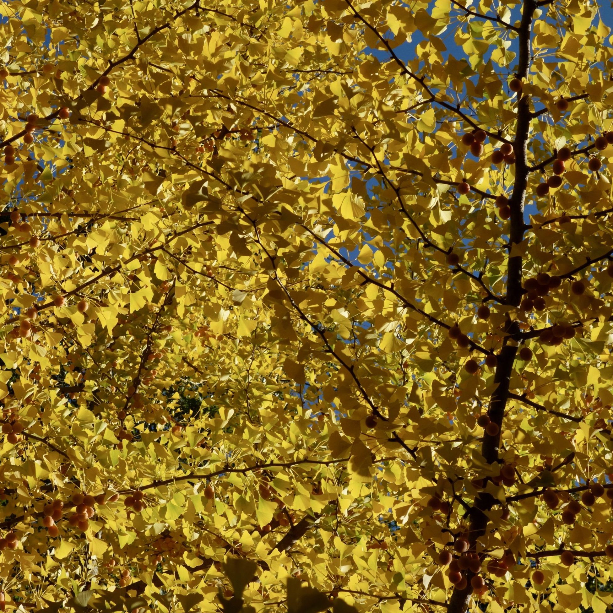 Ginkgo biloba autumn leaves