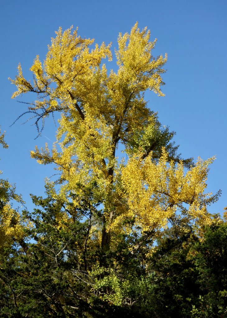 Ginkgo biloba