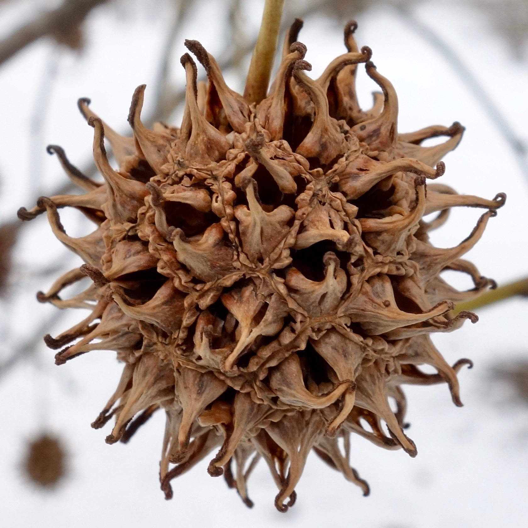 Liquidambar styraciflua ripe fruit