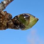 Liquidambar styraciflua swelling bud