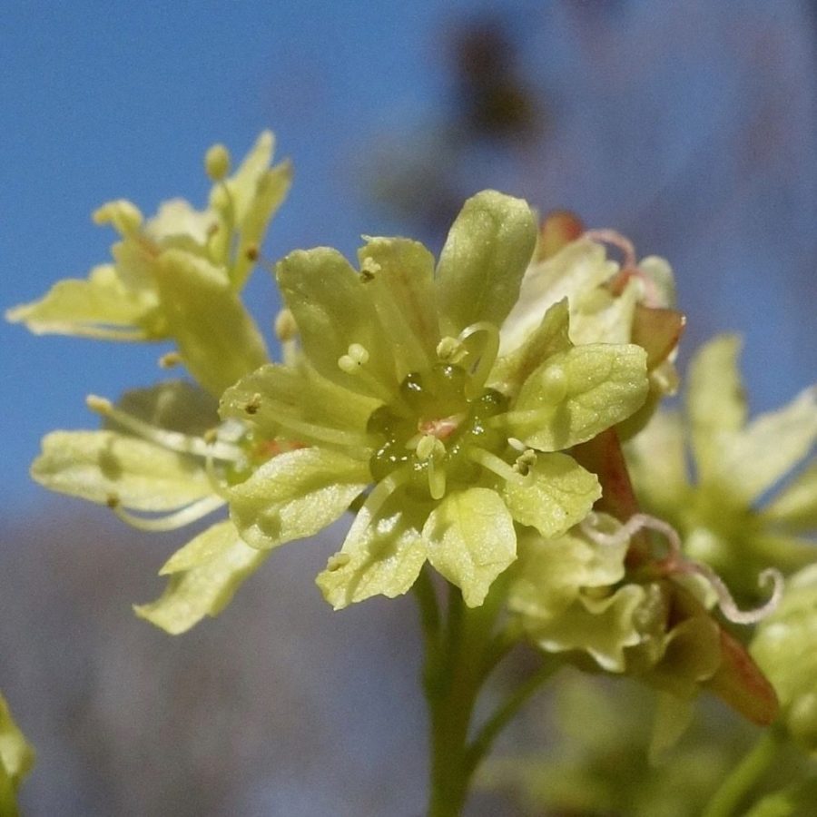 Acer mono