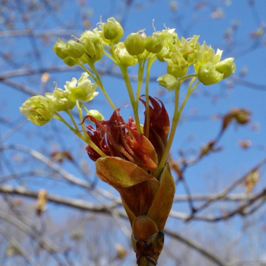 Acer mono