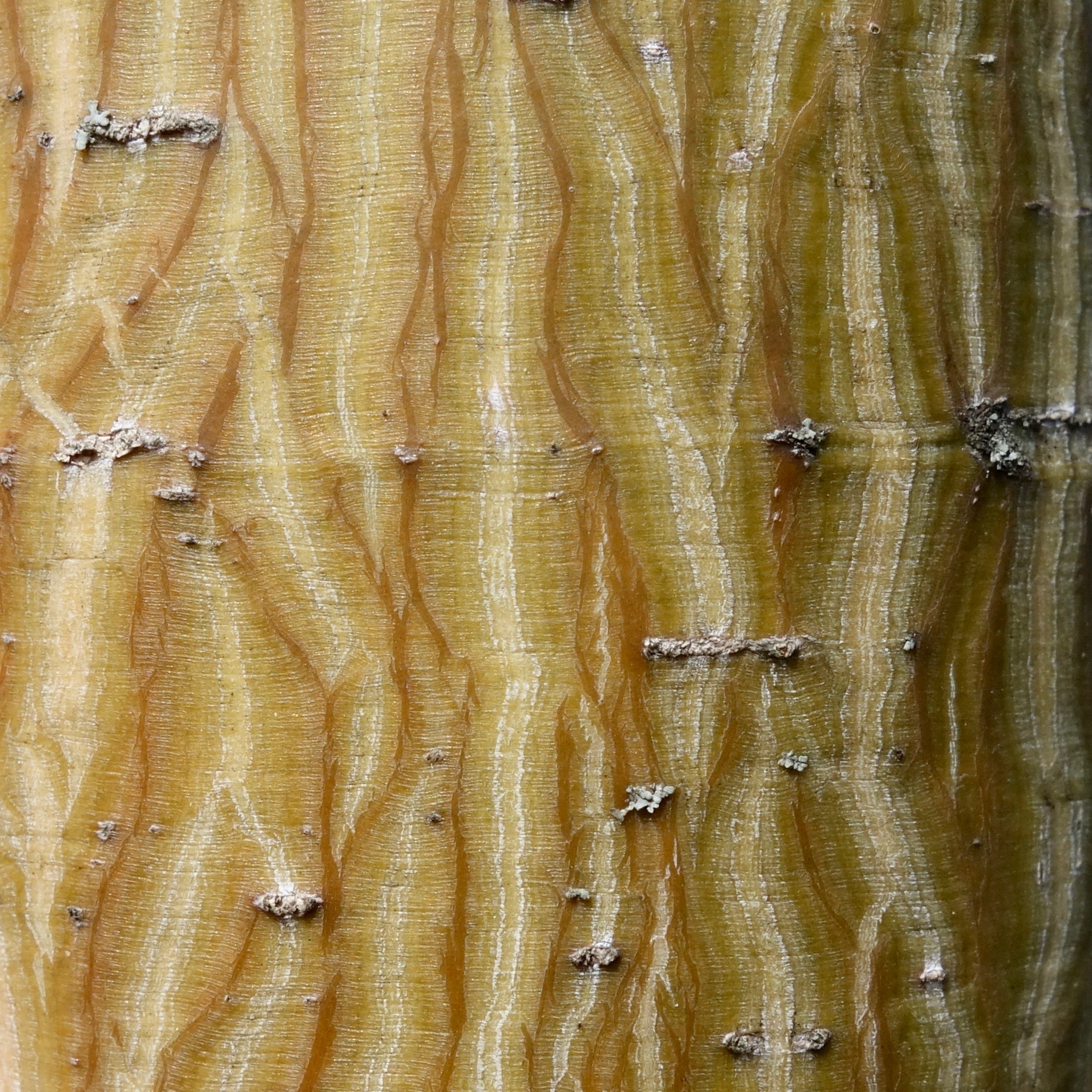 Father David’s maple