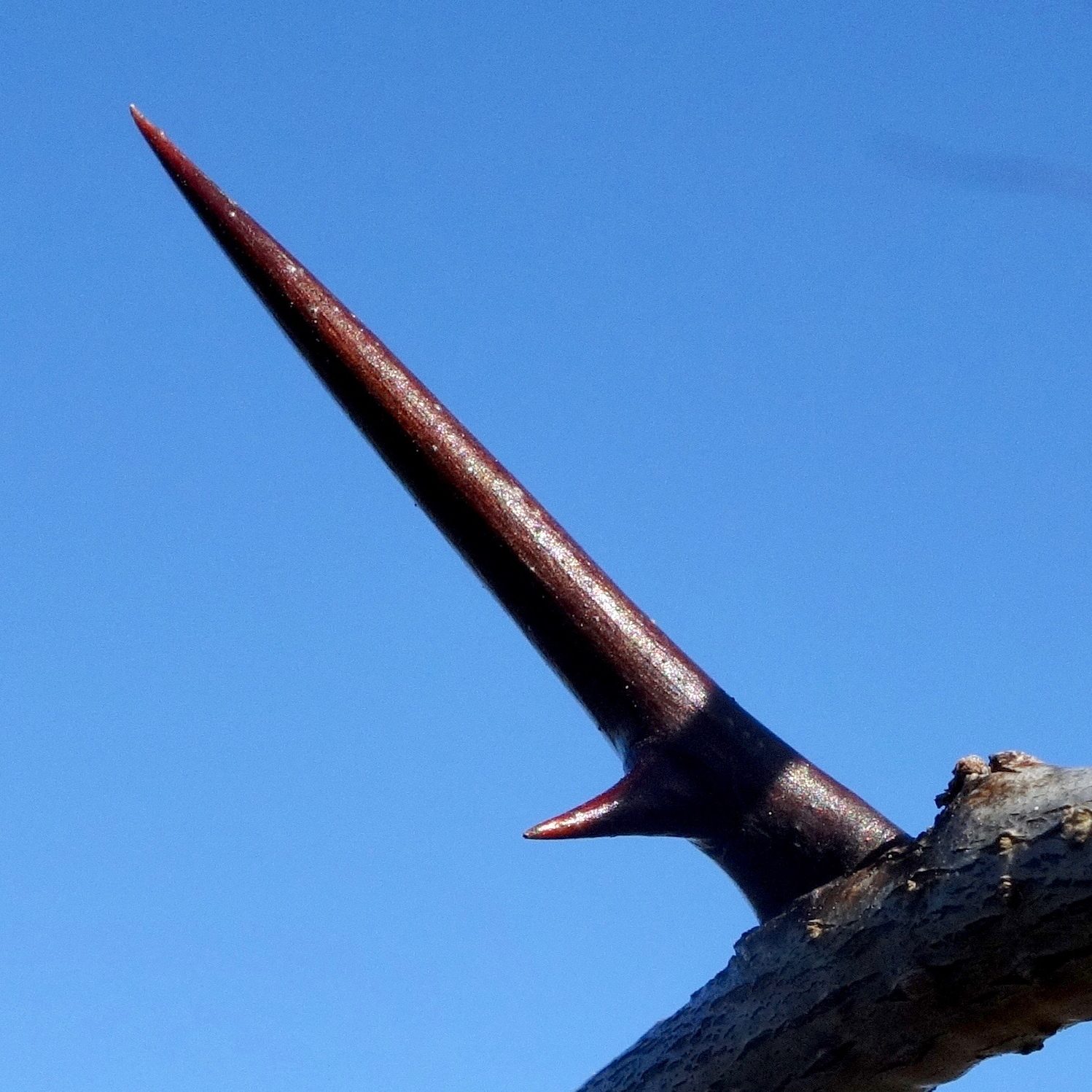 Gleditsia triacanthos thorn