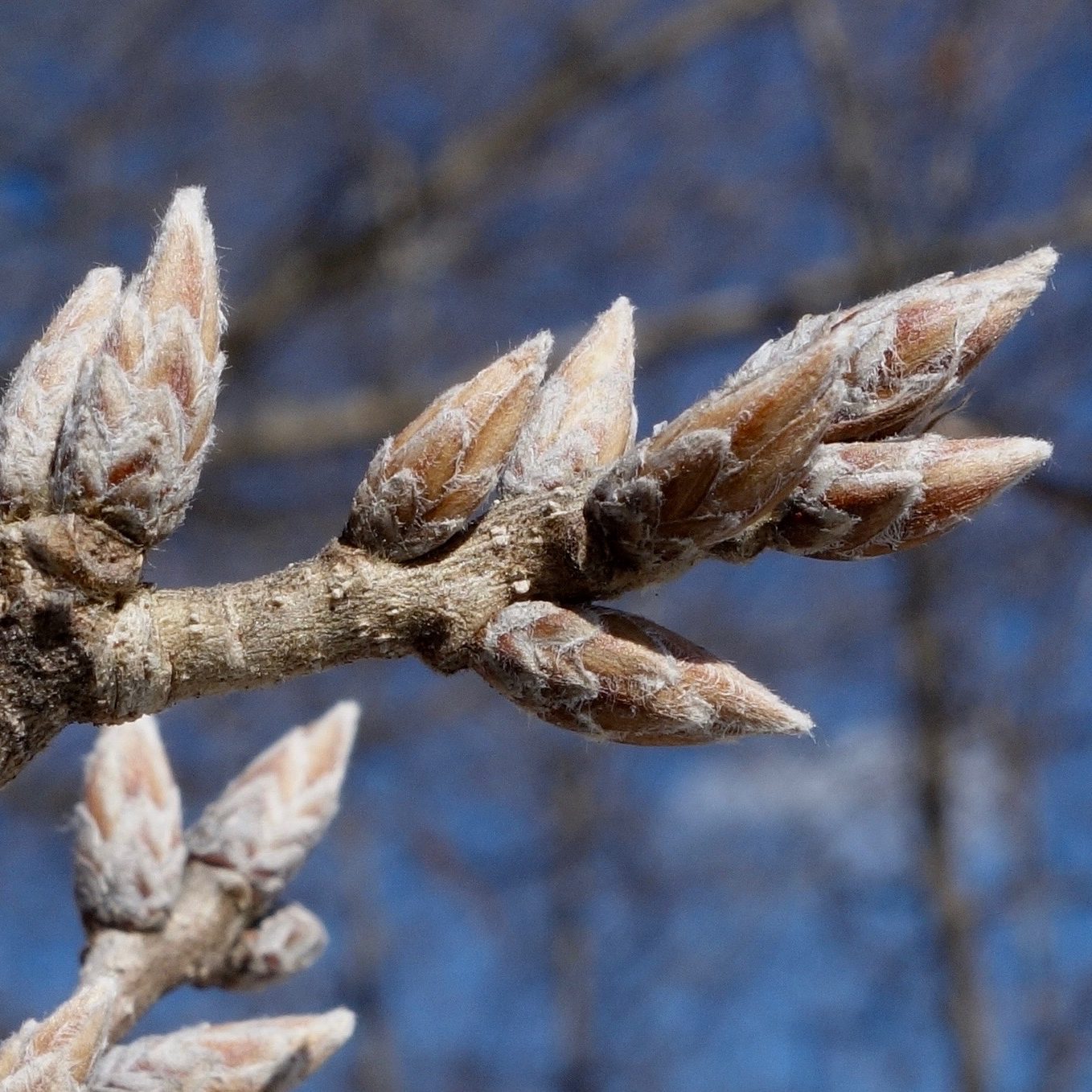 Quercus variabilis buds