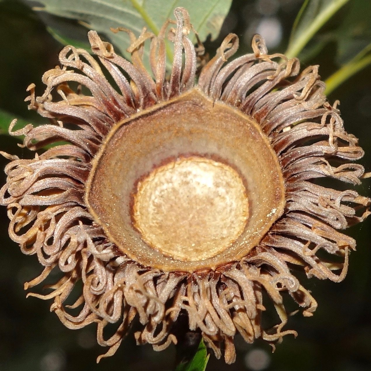 Quercus variabilis cupule