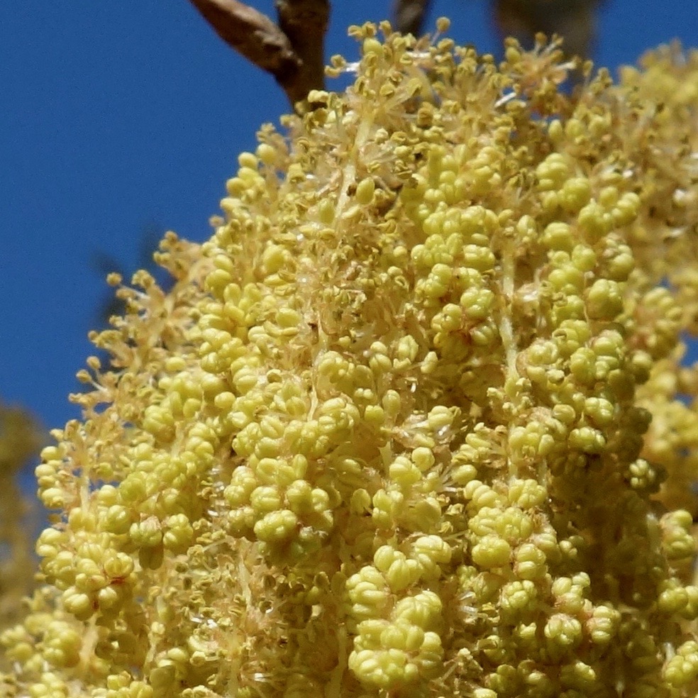 Quercus variabilis