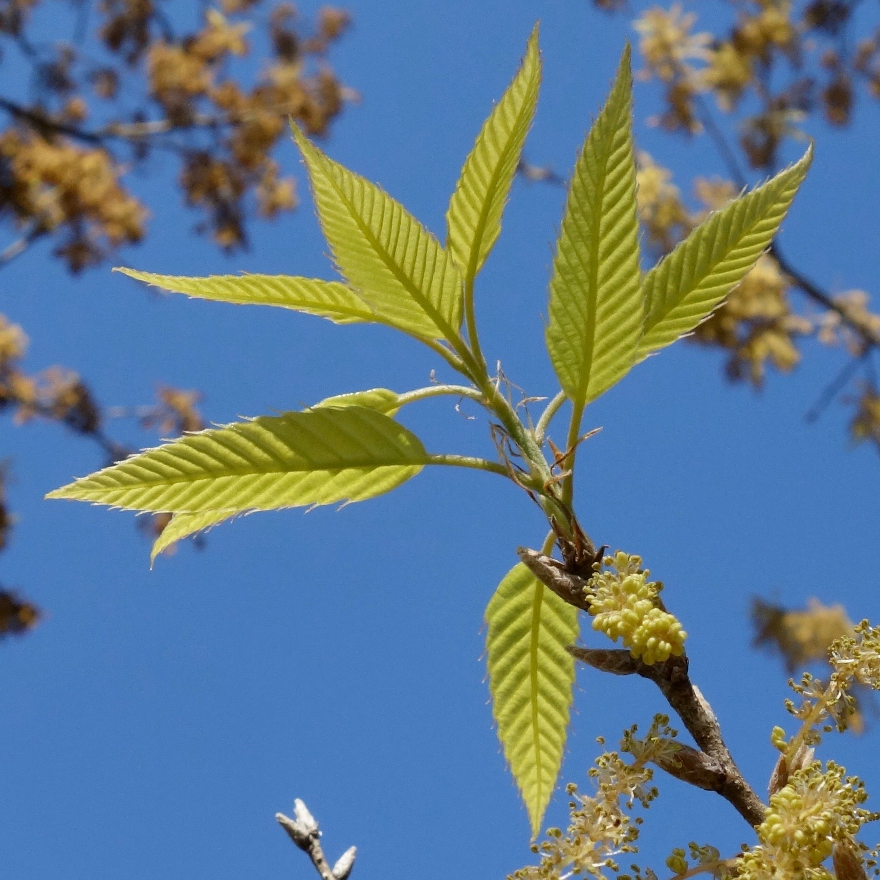 Quercus variabilis leaves