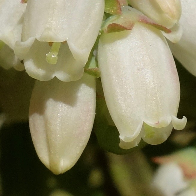 Vaccinium corymbosum flowers