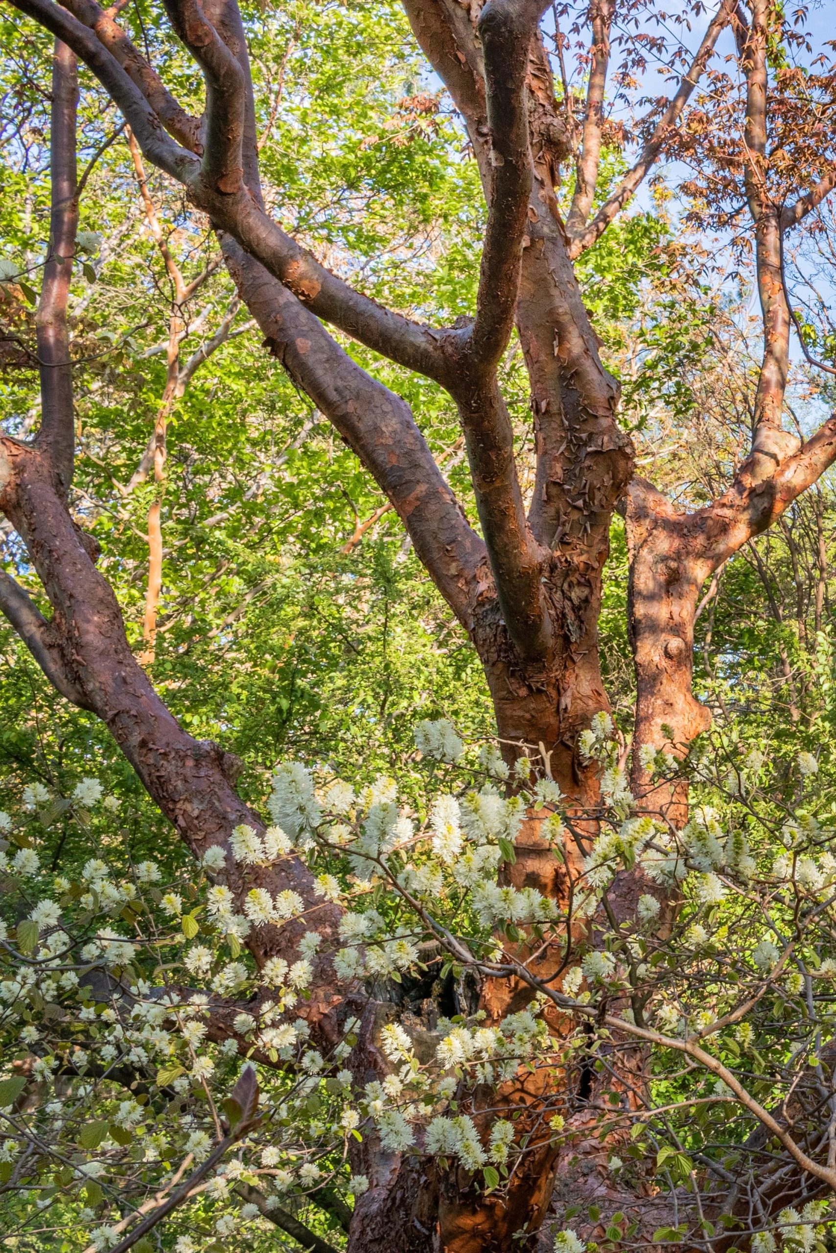 Paperbark maple