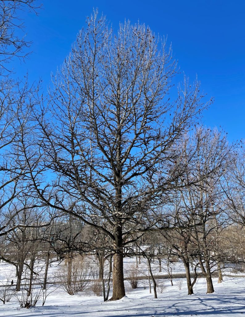 Sweet Gum in winter