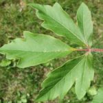 Dissected three-leaflet foliage of the paperbark maple