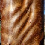 The bark of the paperbark maple shines in the sun, it's a deep copper color with waves