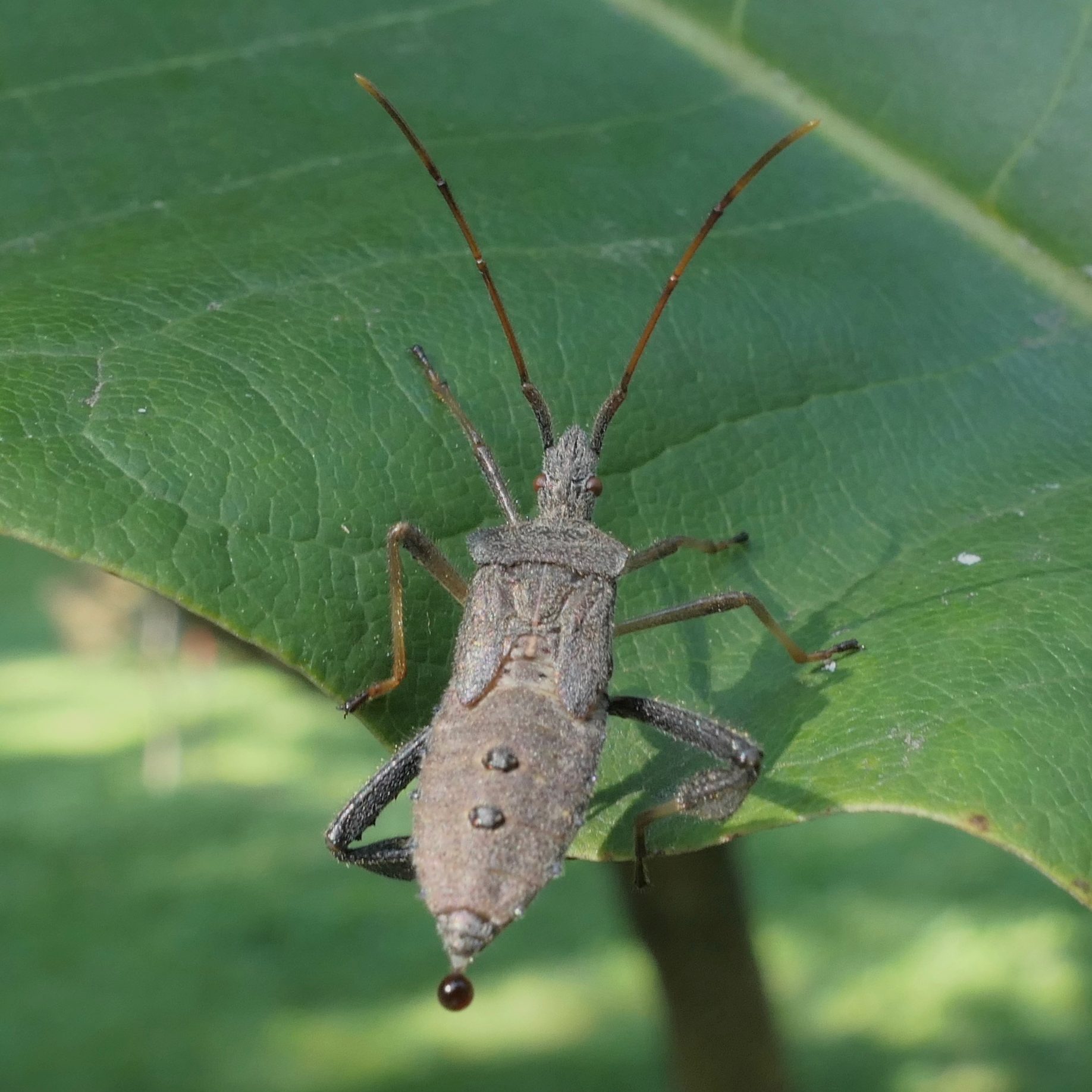 Magnolia macrophylla ssp. macrophylla bug