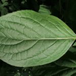 Hydrangea paniculata leaf