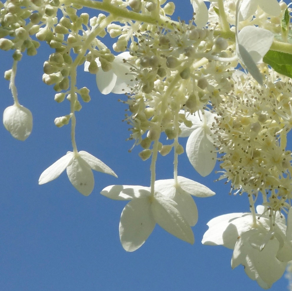 Hydrangea paniculata 'Praecox'