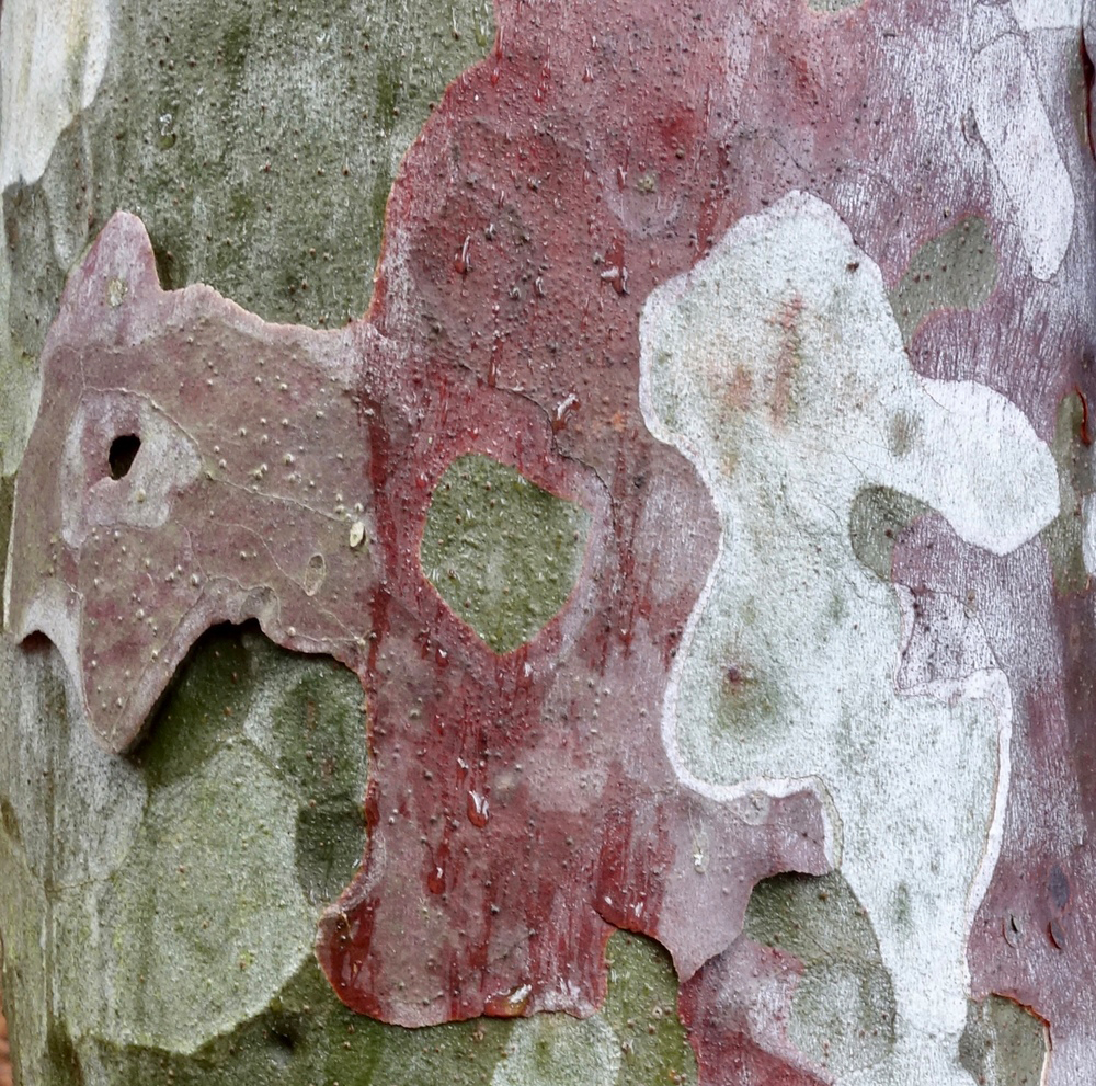 Pinus bunreana bark