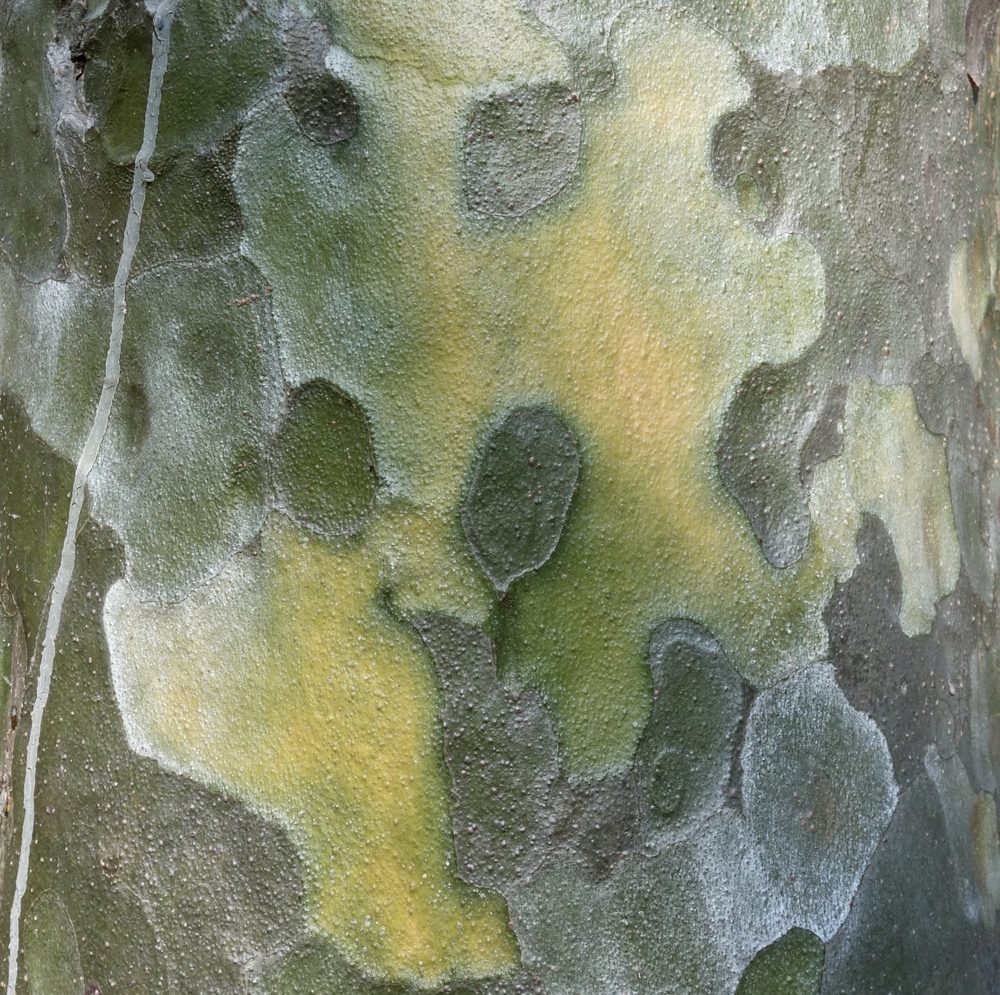 Pinus bunreana bark