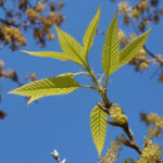 Young leaves of Quercus variabilis