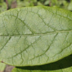 Vaccinium corymbosum leaf
