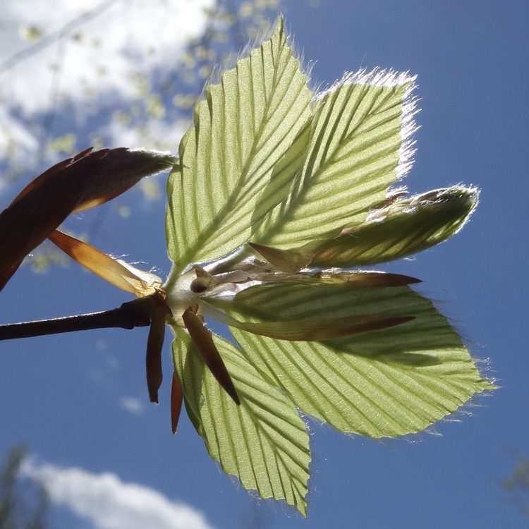 Fagus sylvatica
