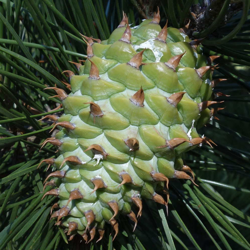 Pinus pungens cone