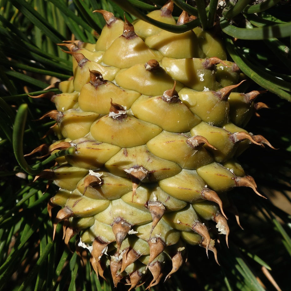 Pinus pungens cone