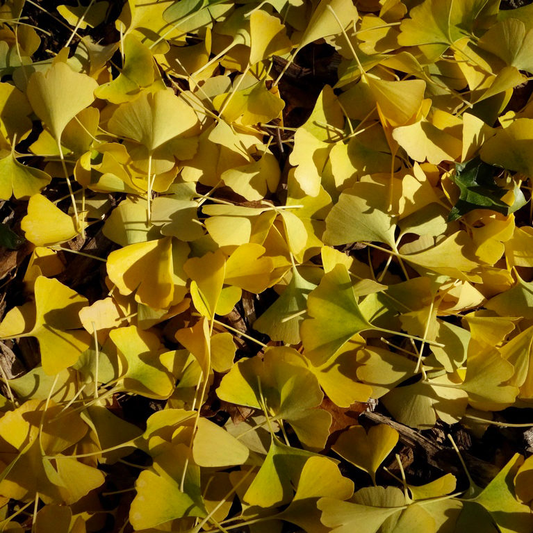 Ginkgo biloba fallen leaves