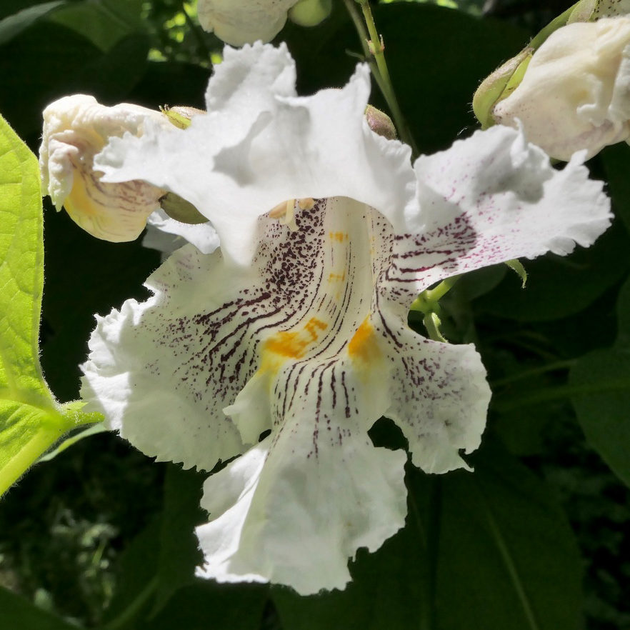 Catalpa speciosa flower