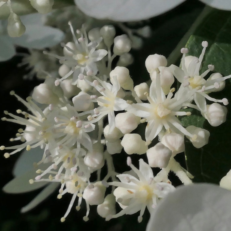 Hydrangea paniculata 'Praecox'