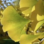 Ginkgo biloba