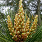 Pinus bunreana male cones