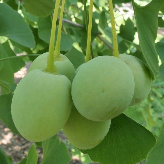 Ginkgo biloba seeds