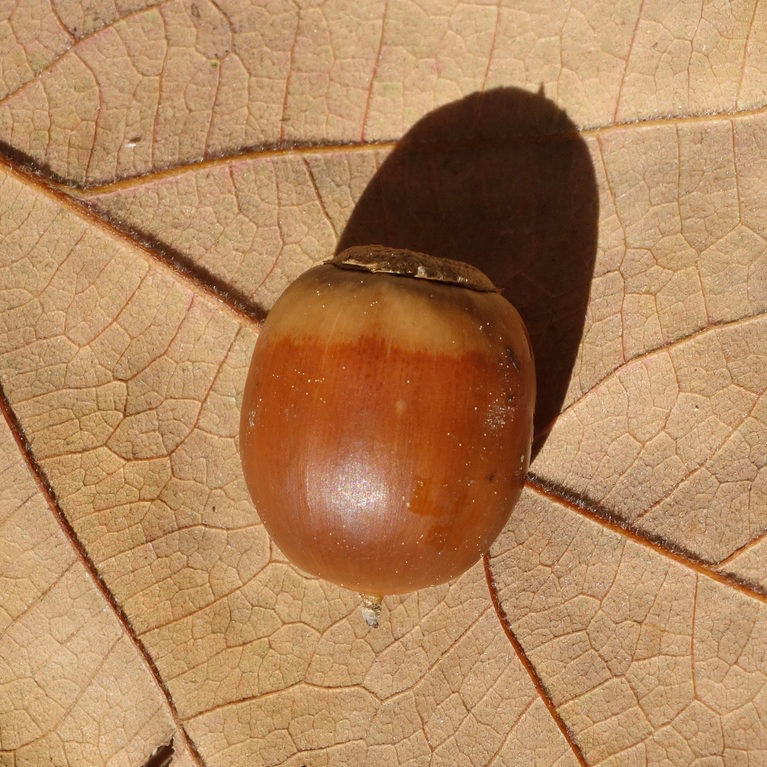 Quercus variabilis acorn