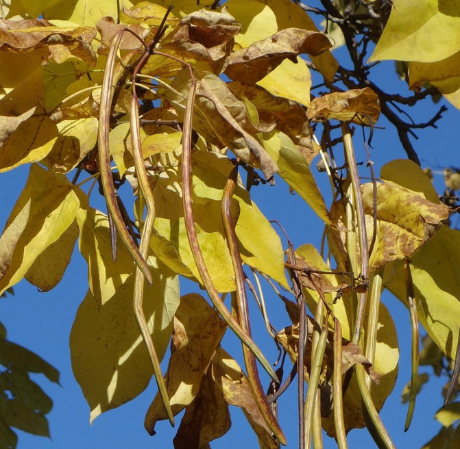 Catalpa speciosa developing fruit and autumn foliage