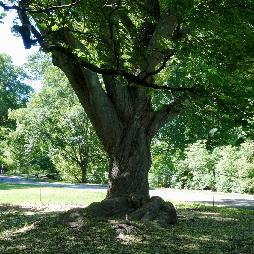 Acer mono trunk