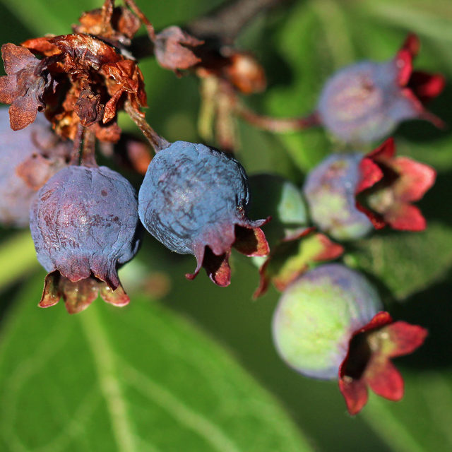 Vaccinium corymbosum ripe fruit