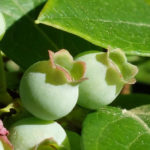 Vaccinium corymbosum developing fruit