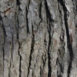 Liquidambar styraciflua bark