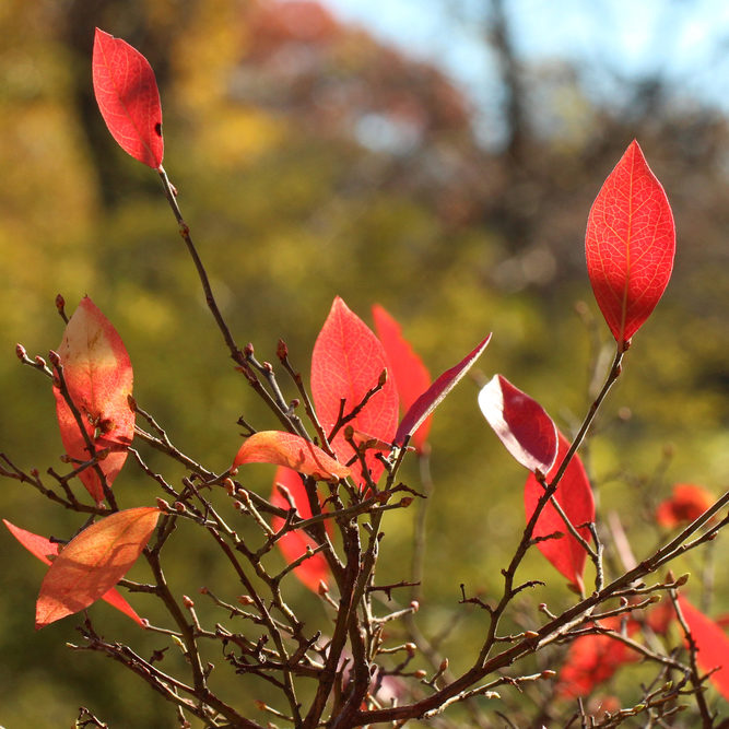 Vaccinium corymbosum autumn foliage