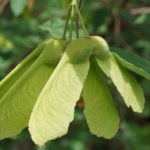 Light green winged seeds of the paperbark maple hang from a branch