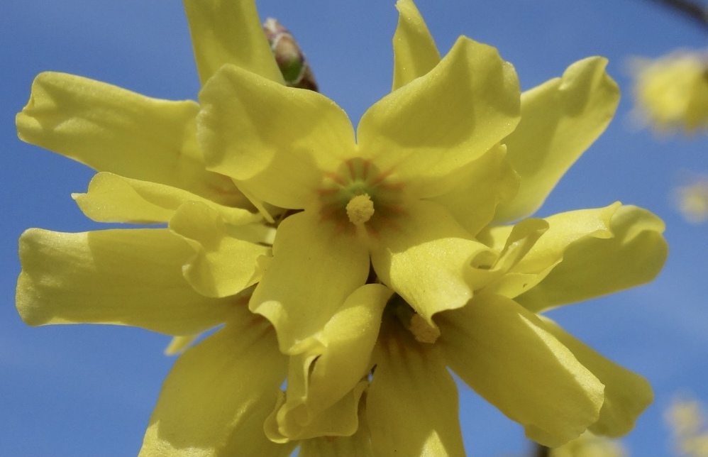 Forsythia 'meadowlark' 273-2002-B