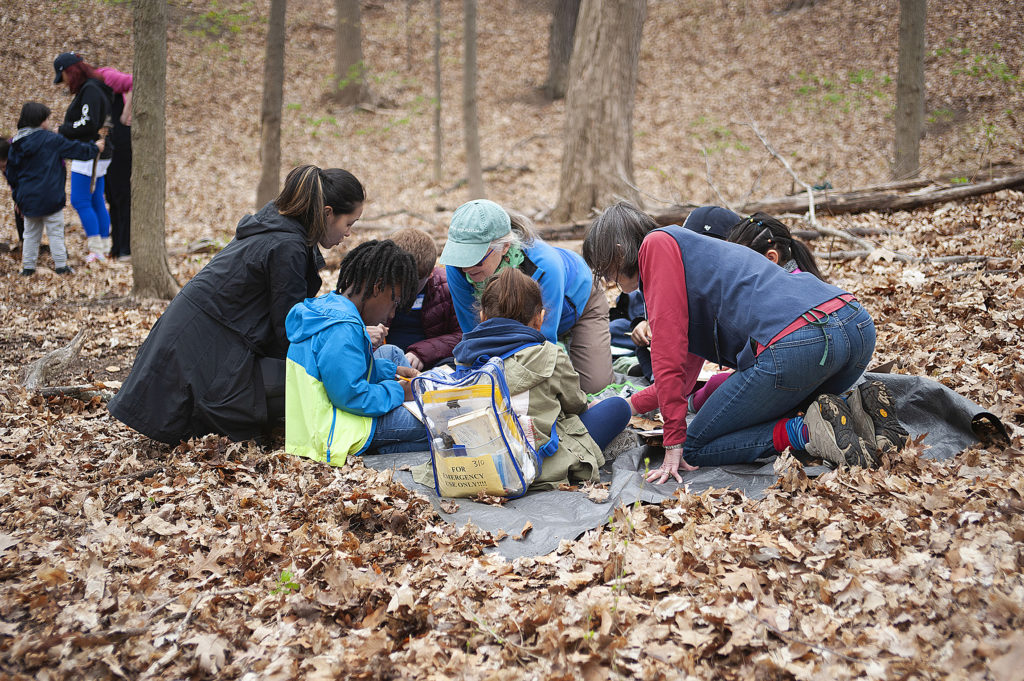 Students draw pictures of leaves.